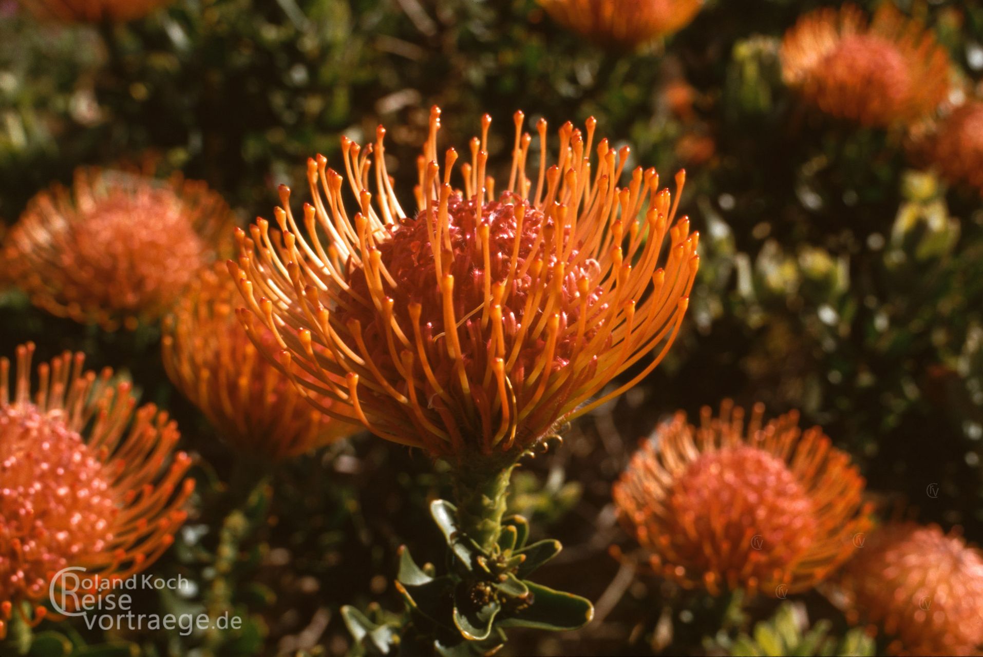 Südafrika - Kapstadt - Protea im Kirstenbosch Botanical Garden